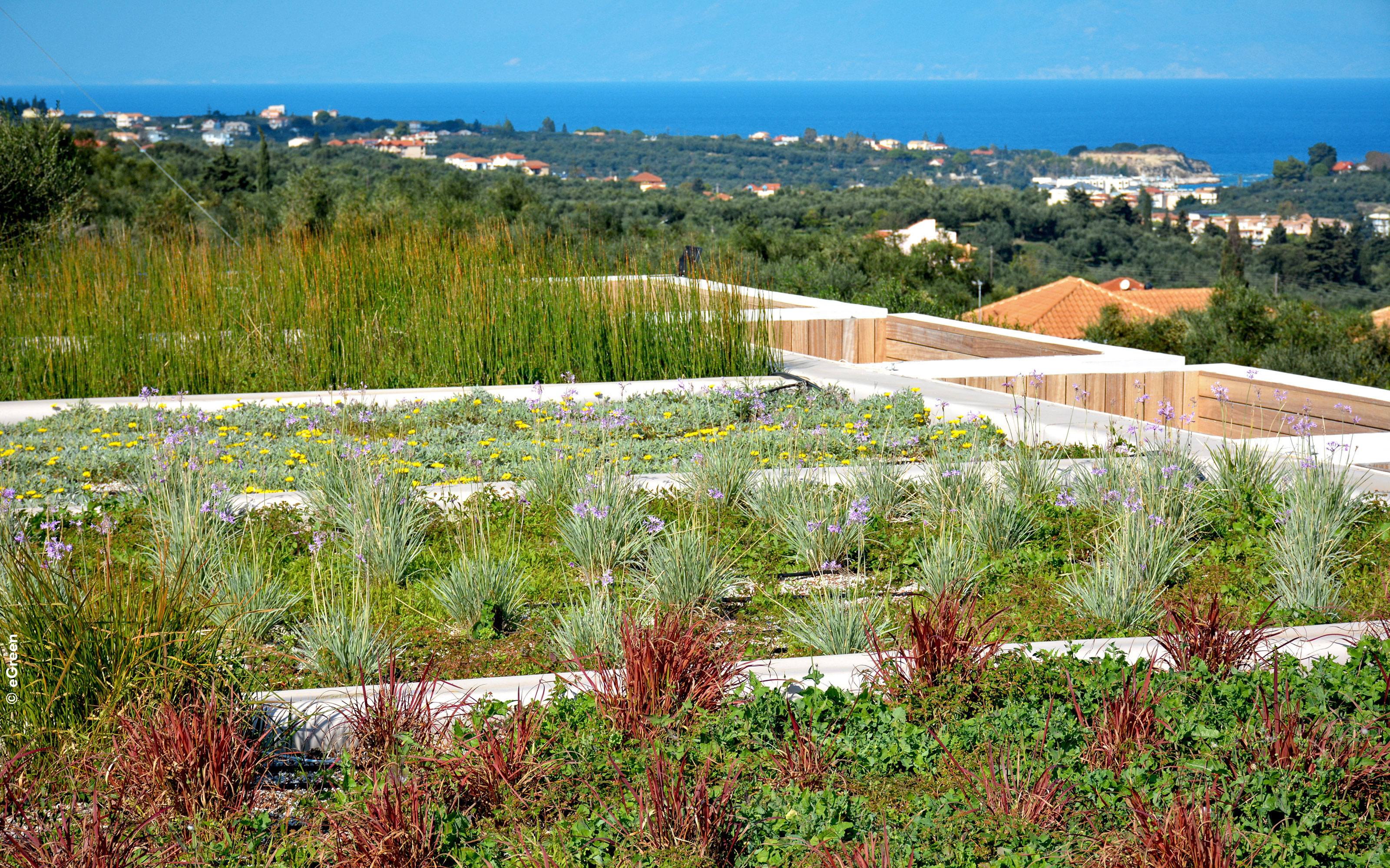 Grasses and flowering plants create striking and varied plant combinations. Green roof with grasses and perennials of various colours